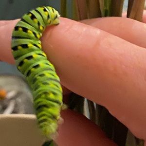 Meet your Posher, Maia